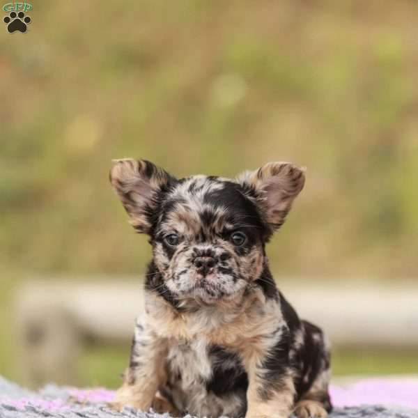 Yankee Boy, French Bulldog Puppy
